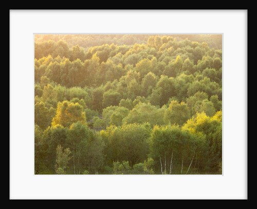 Tree tops at dusk by Assaf Frank